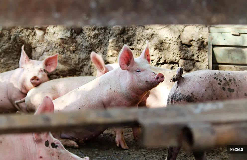 Expert says Bukit Tagar central pig farm could lower disease risk