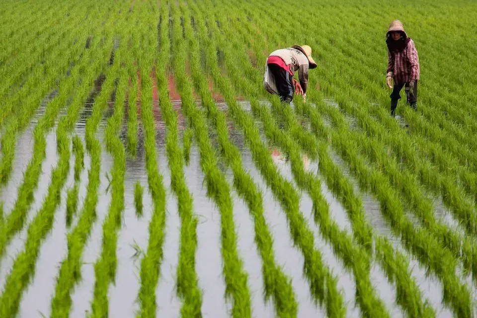 மாநில அரசு நெல் உற்பத்தியை உயர்த்தவும் உணவுப் பாதுகாப்பை வலுப்படுத்தவும் விரிவான உத்தியை உருவாக்குகிறது