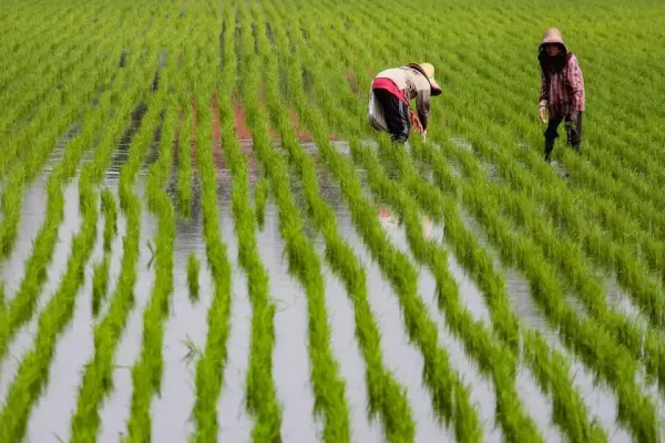 மாநில அரசு நெல் உற்பத்தியை உயர்த்தவும் உணவுப் பாதுகாப்பை வலுப்படுத்தவும் விரிவான உத்தியை உருவாக்குகிறது