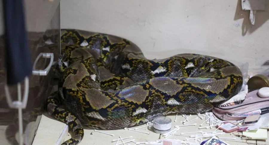 巨蟒咬10岁男童缠绕至颈部 家人奋力撬蛇口救人