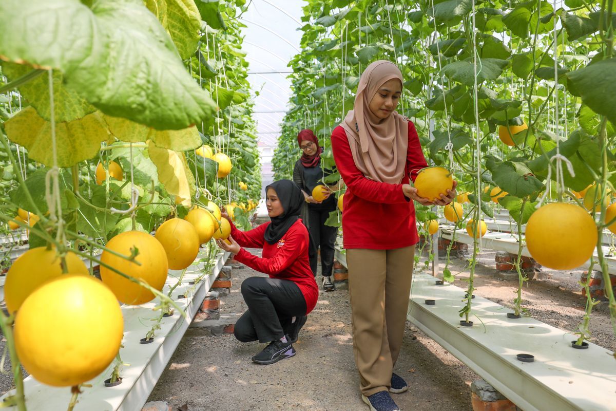 அக்ரோபிரீனியர் நெக்ஸ்ட்ஜென் மானிய விண்ணப்பங்கள் திறக்கப்பட்டுள்ளன
