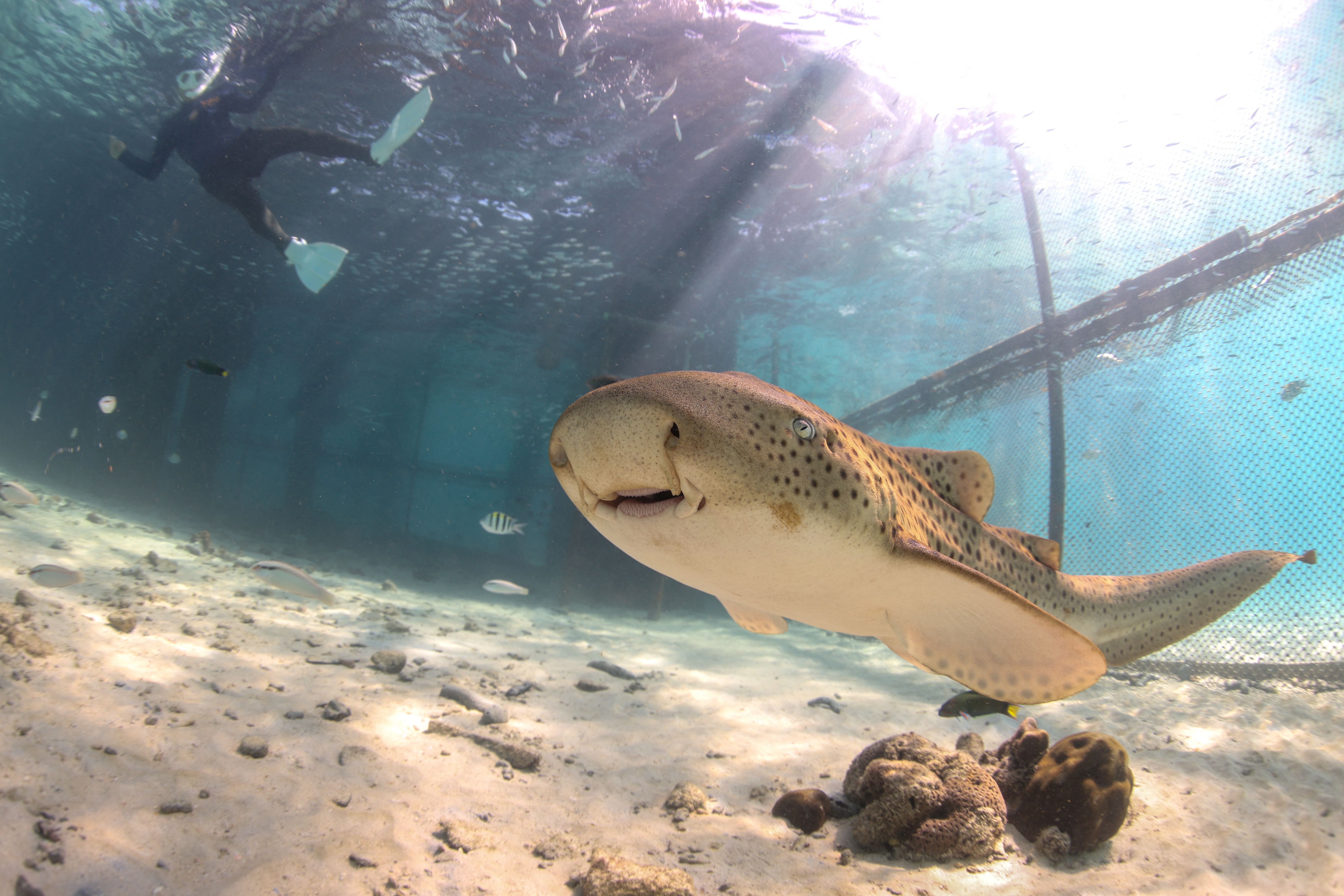 Thailand releases endangered leopard sharks in conservation push