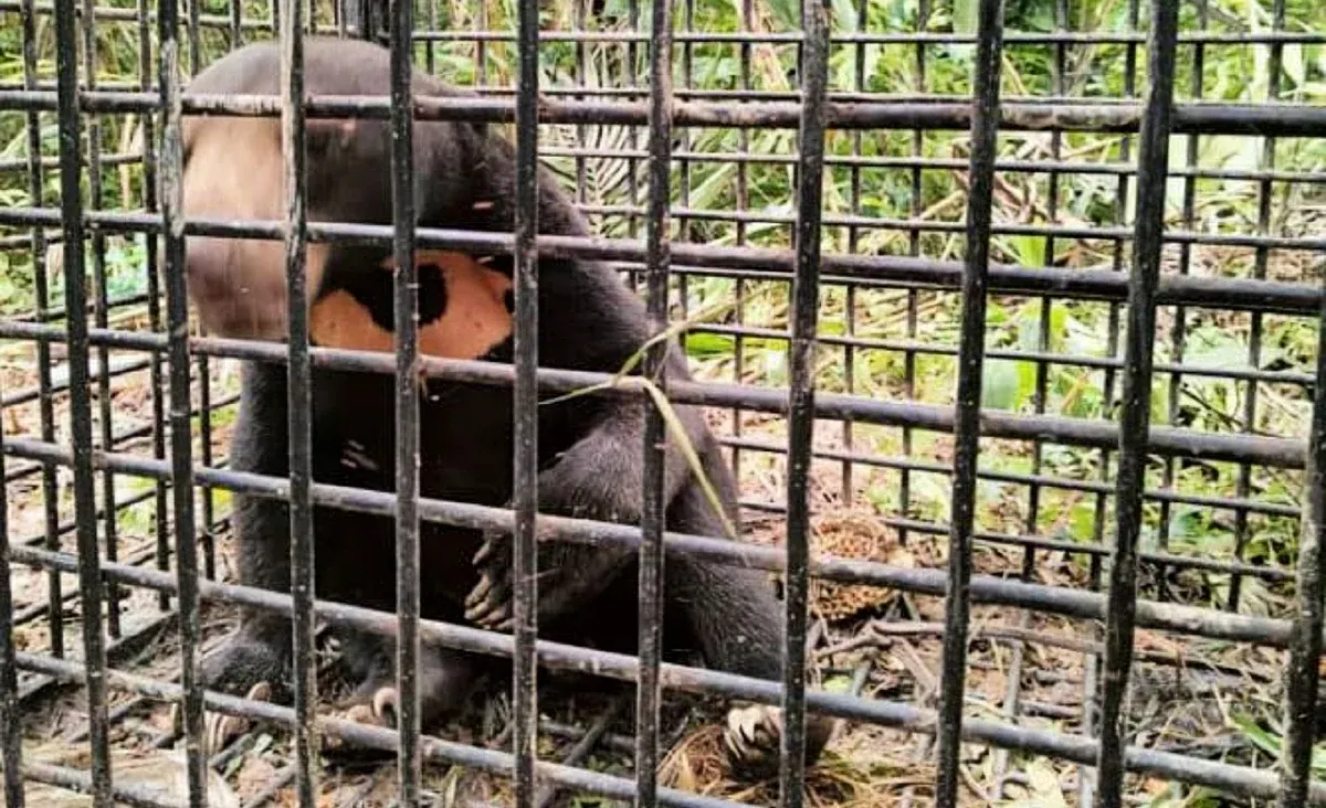 சூரியக் கரடியை திரங்கானு பெர்ஹிலிதான் துறை வெற்றிகரமாகப் பிடித்தது