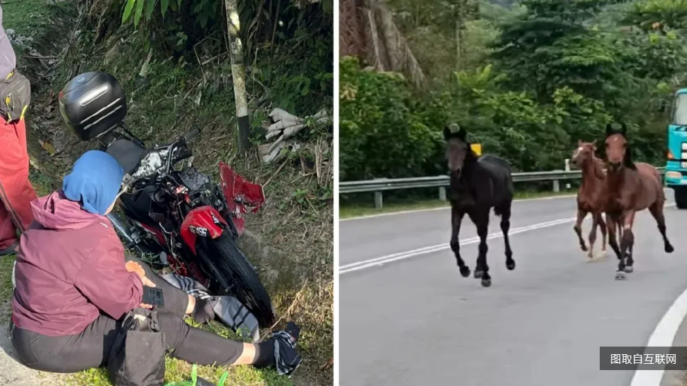 摩托上班撞马群  骑士受伤.一马只亡