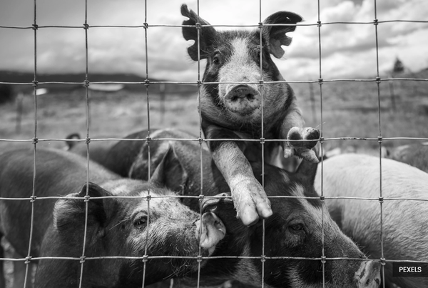 Selangor to fast-track pig farm relocation to Bukit Tagar by this year
