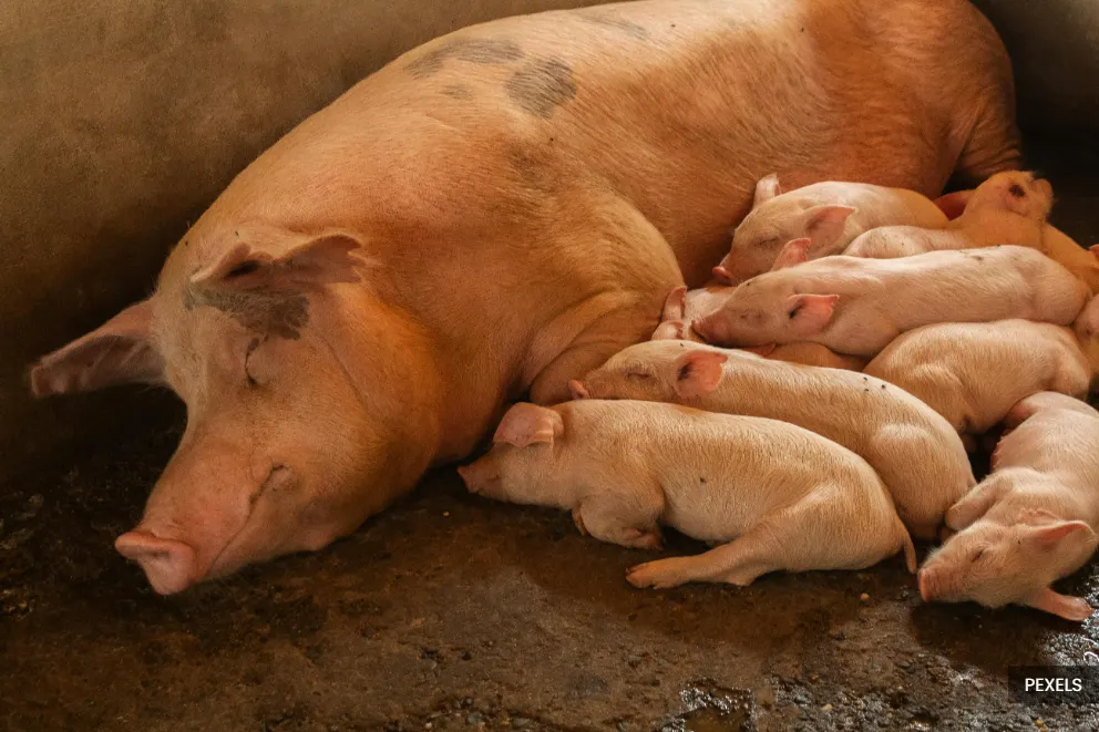 Pig farming not sole cause of Sg Kereh pollution in Penang