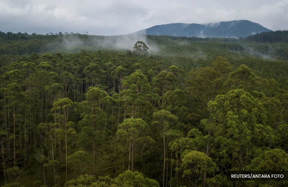 Indonesia vows action against laggards on forestry fines