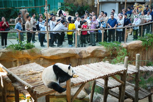 欢迎大熊猫旅居大马 雪大臣:带动旅游业
