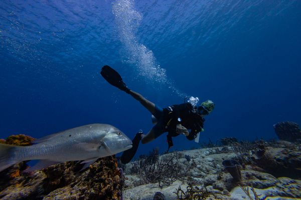 UN biodiversity treaty enters into force, aims to protect 30 pct of oceans by 2030
