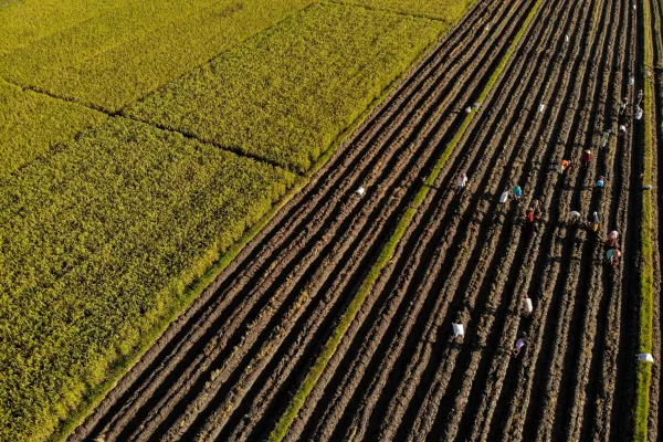 இந்தோனேசியா அரிசி உற்பத்தியில் தன்னிறைவு அடைந்துள்ளது