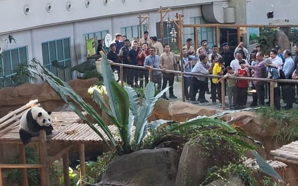 旅马熊猫辰星和晓月  首次亮相！