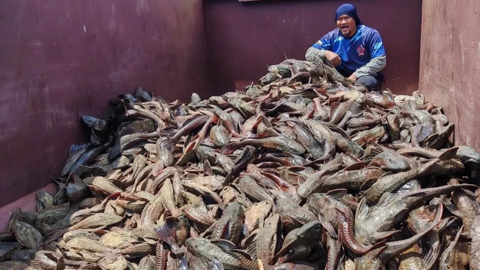 Insentif menangkap ikan Pleco kembali, Selangor tawar RM1 sekilogram