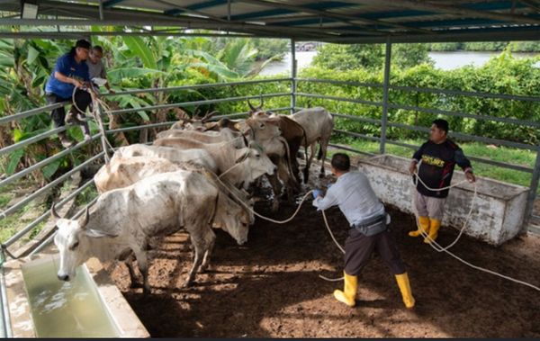 农粮部:落实P30项目加强反刍动物产业