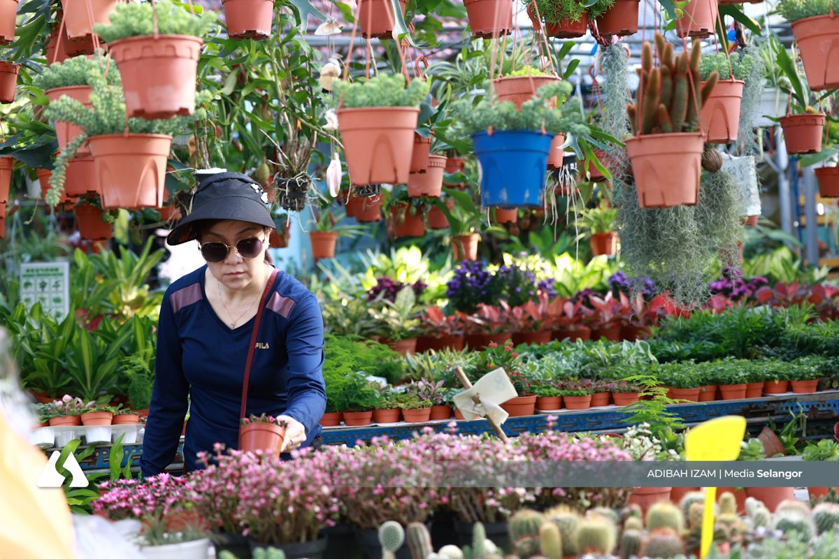 年花买气升温   花圃人潮涌动·菊花最畅销