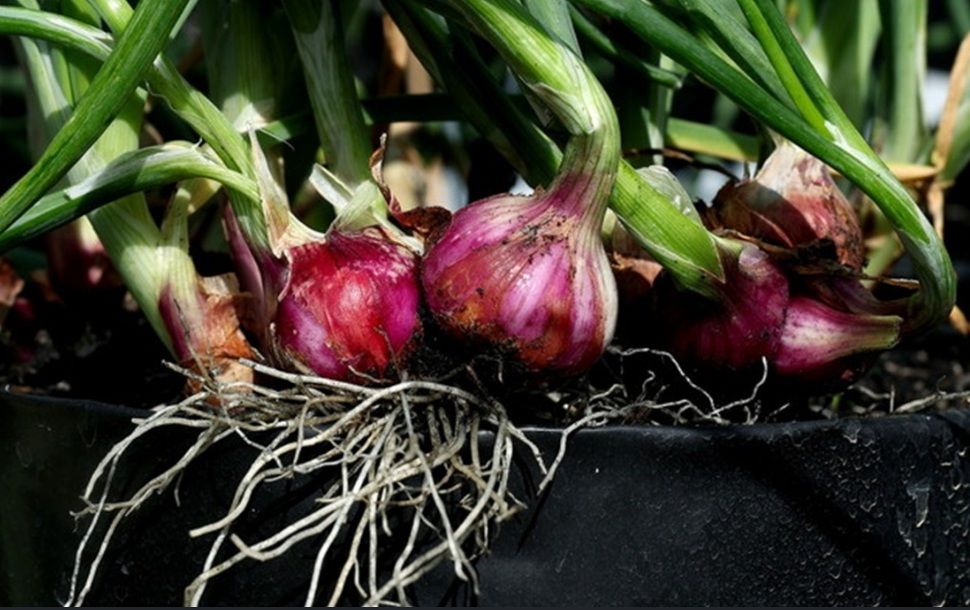 洋葱种植去年产量逾54公吨   125业者参与减进口依赖