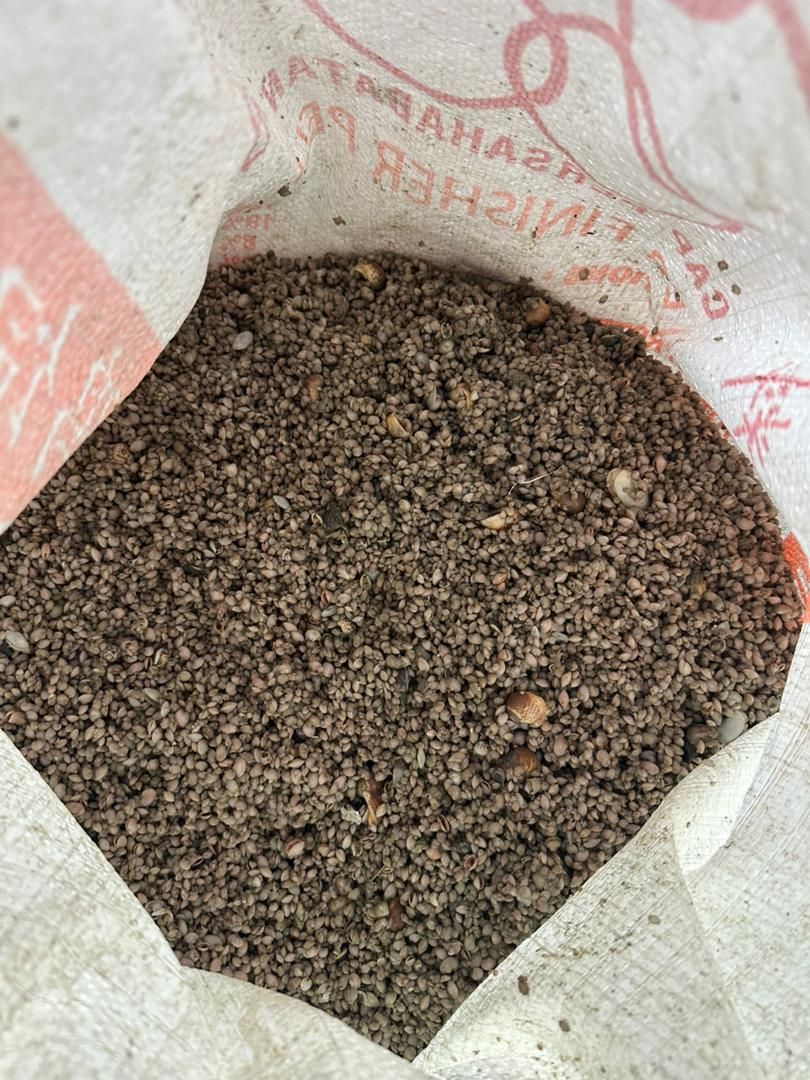 160 guni anak kerang antara disita, nilai cecah RM107,500