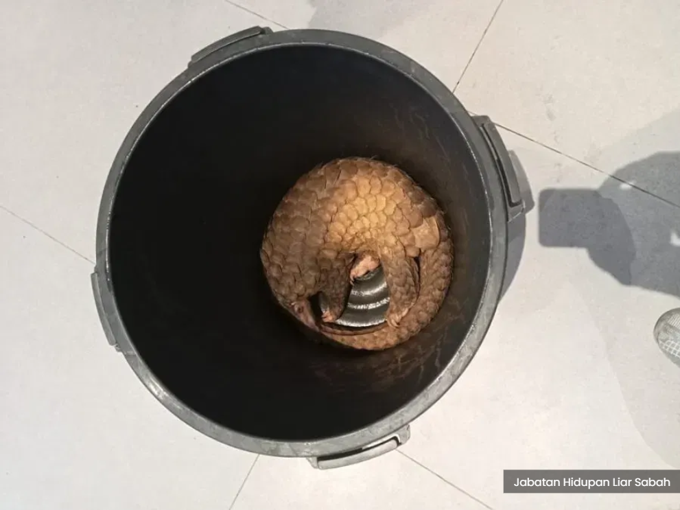 疑出售野味作为异国美食 仙本娜一度家村被取缔