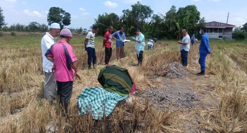 一老翁稻田猝死  主动脉瘤破裂致死