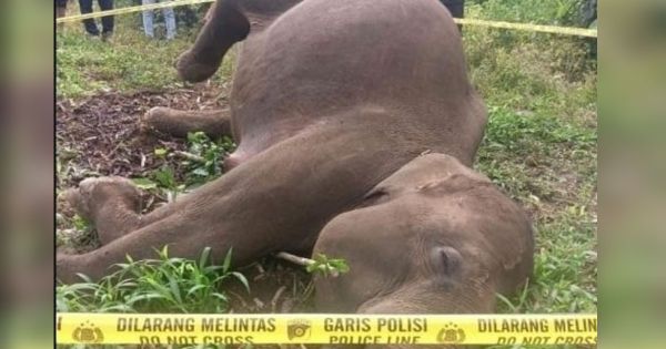 ஆச்சேவில் சுமத்ரா யானை இறந்து கிடந்தது