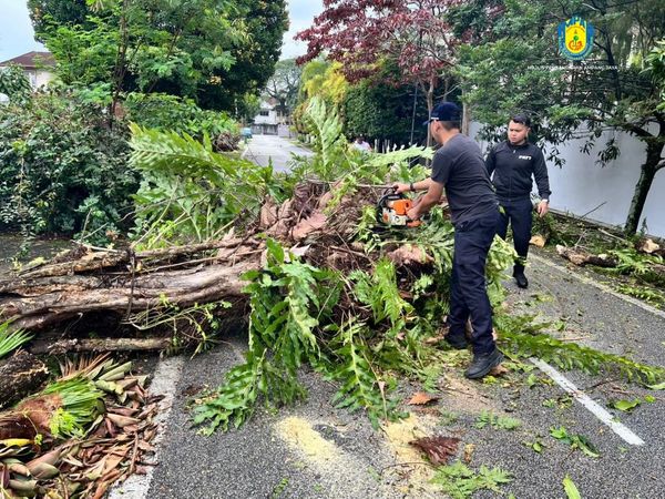 அம்பாங் ஜெயா நகராட்சி மன்றம் விழுந்த மரத்தை உடனடியாக அகற்றியது