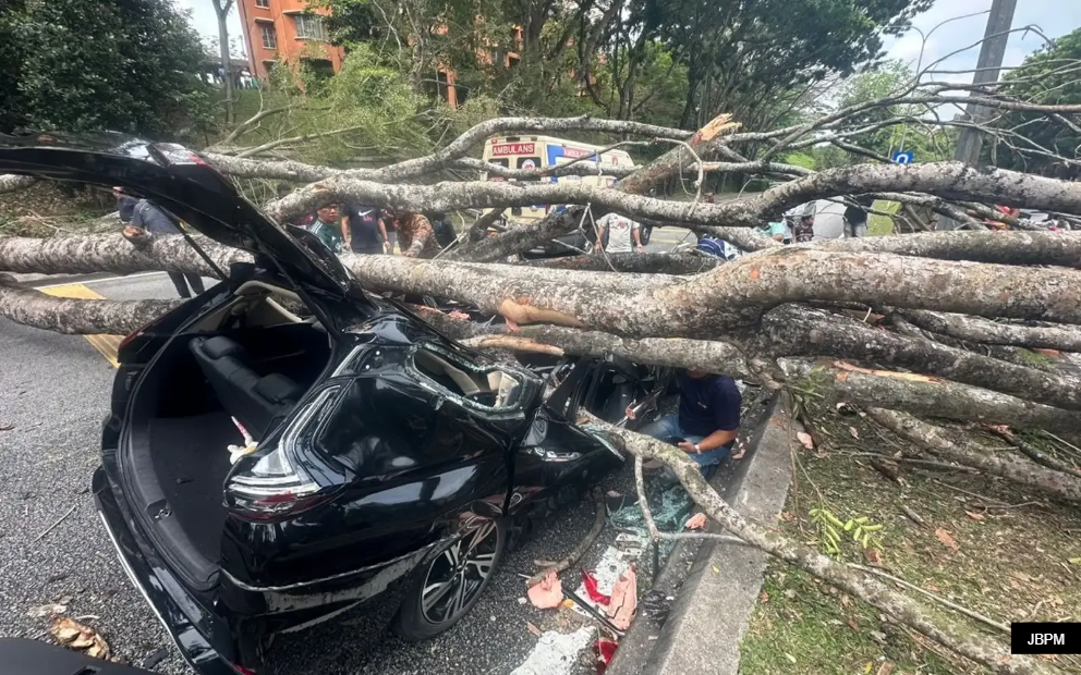 大树倒下压中轿车两女伤