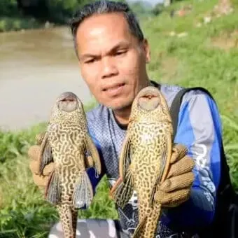 Insentif menangkap ikan Pleco kembali, Selangor tawar RM1 sekilogram