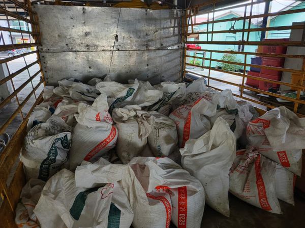 160 guni anak kerang antara disita, nilai cecah RM107,500