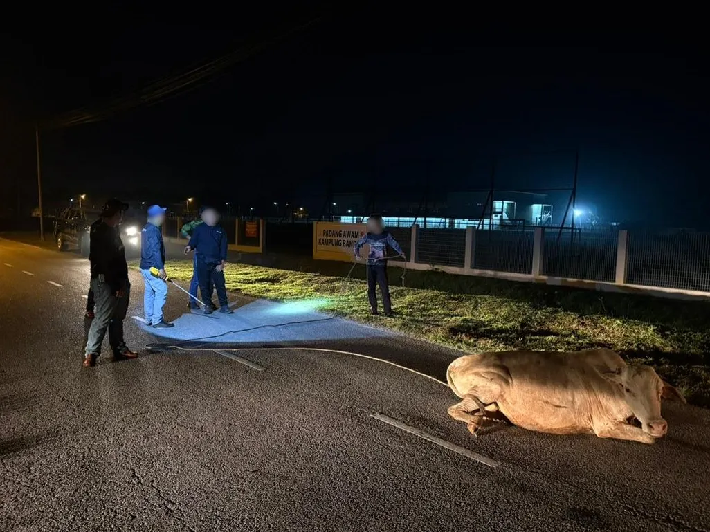 Kuala Langat council captures three cows roaming Banting