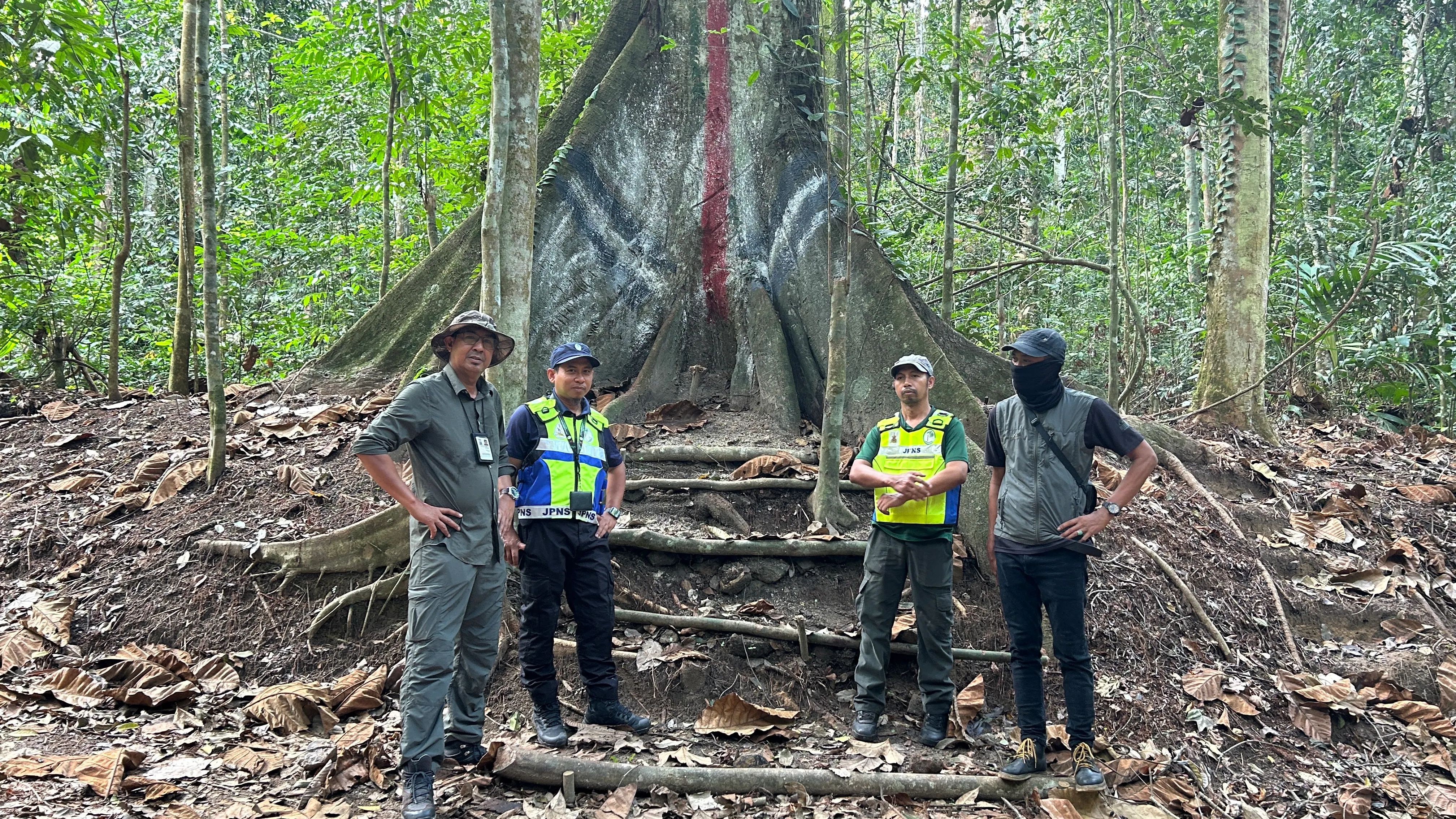 Aktiviti pemujaan dikesan di Hutan Simpan Ulu Gombak, pokok balak matang dicalit cat