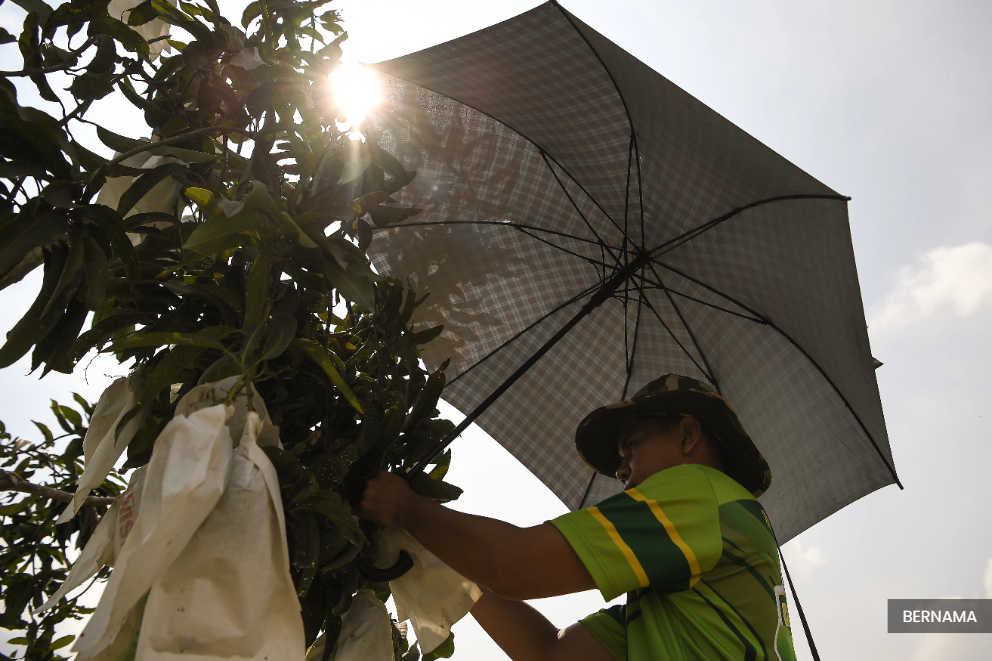 No severe heatwave, but temperatures stay high in northern states