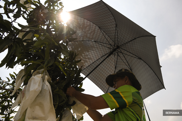 No severe heatwave, but temperatures stay high in northern states