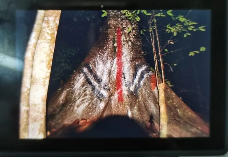 Aktiviti pemujaan dikesan di Hutan Simpan Ulu Gombak, pokok balak matang dicalit cat