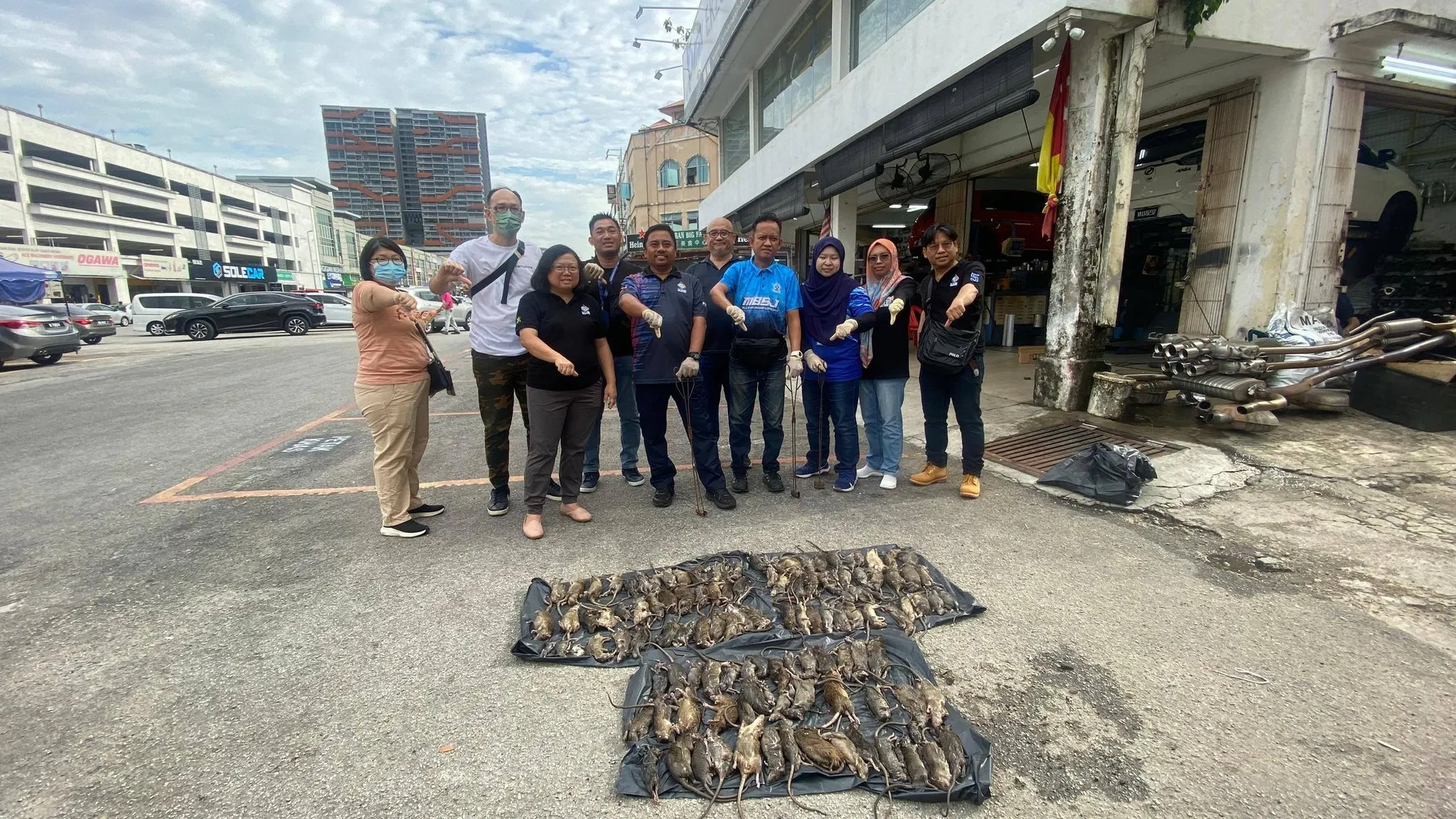 影响卫生啃咬电缆引诟病 梳邦市厅赴公主城捕130鼠！