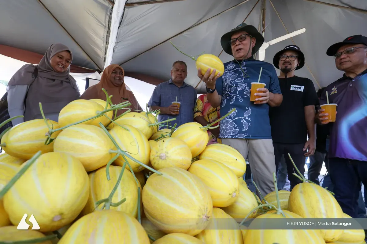 Orang ramai dipelawa cadang nama rasmi melon lembut premium Selangor