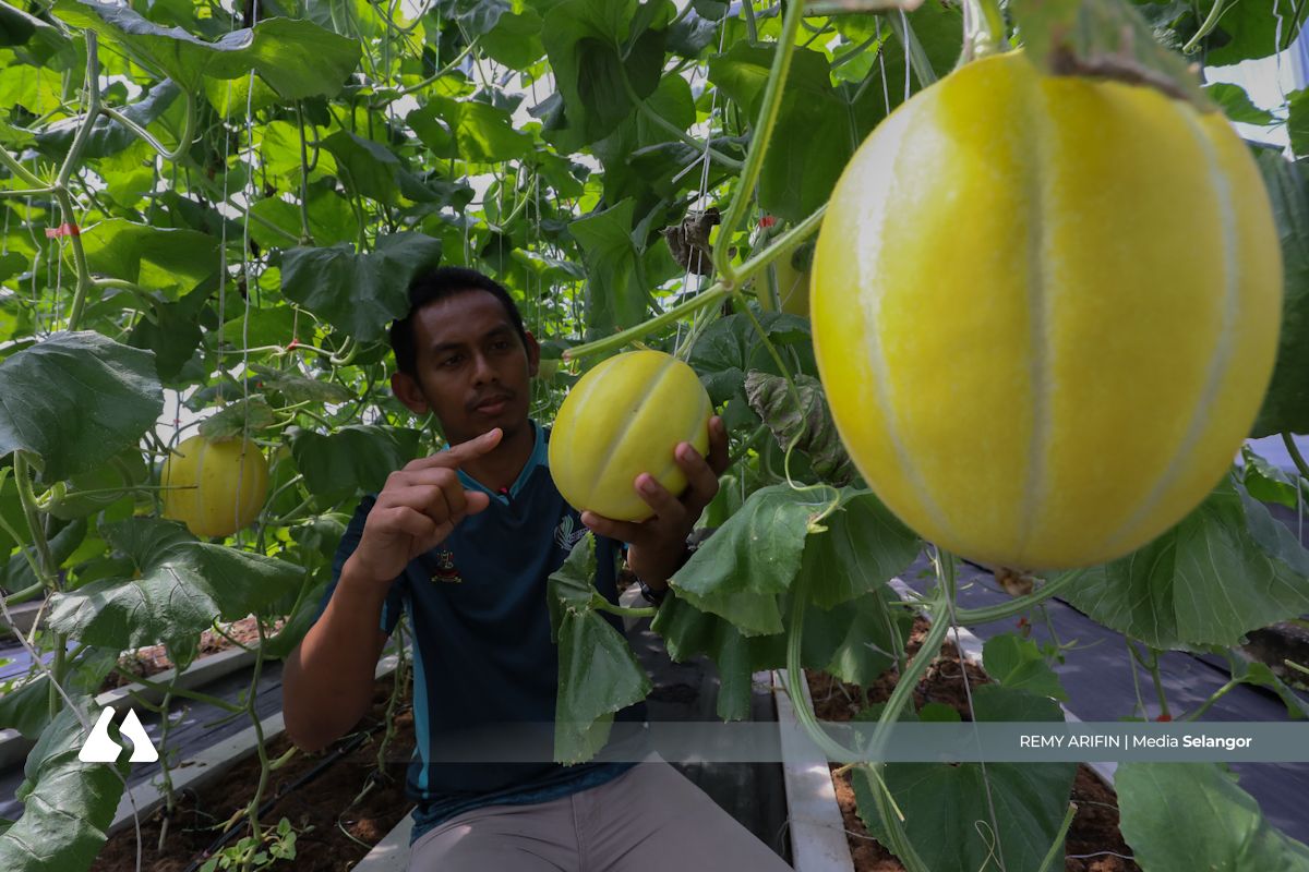 Uncovering Selangor Melon's uniqueness, featuring modern, distinctive landscape