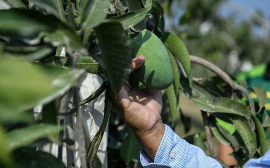 吉打炎热天气助香甜芒增甜  拟每年种10万棵满足高需求