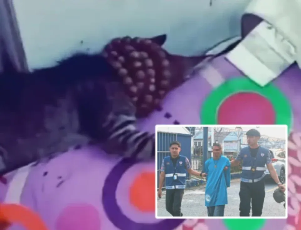 Lelaki dera anak kucing di premis dobi layan diri ditahan