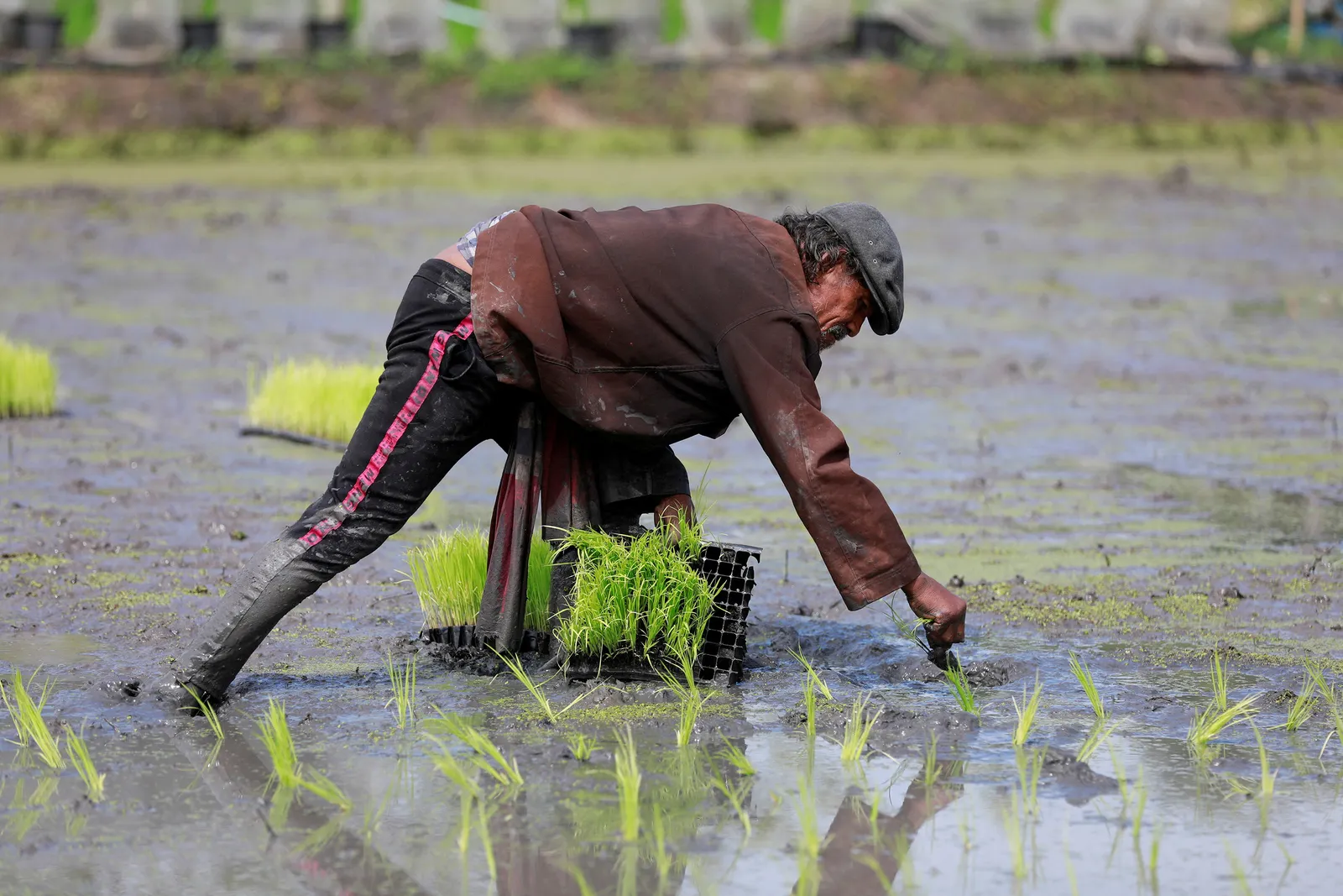 World rice supply threatened by war on Iran, El Nino