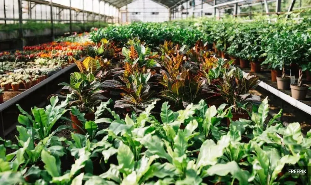 Selangor firm on August deadline for Sungai Buloh nurseries