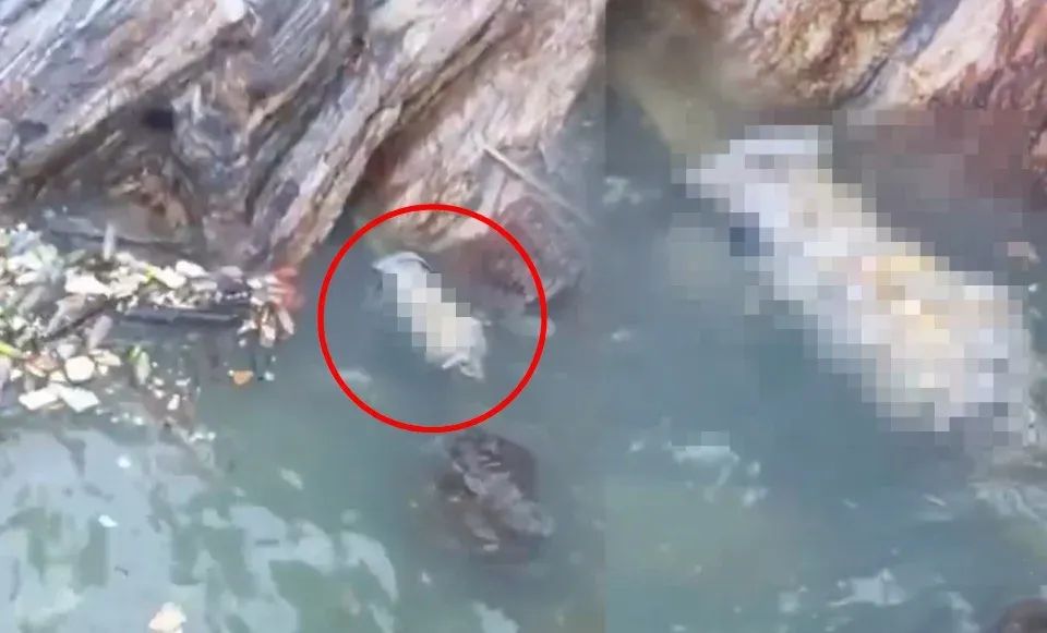 Mayat berbungkus kanvas ditemui di Pulau Angsa, dipercayai dibunuh