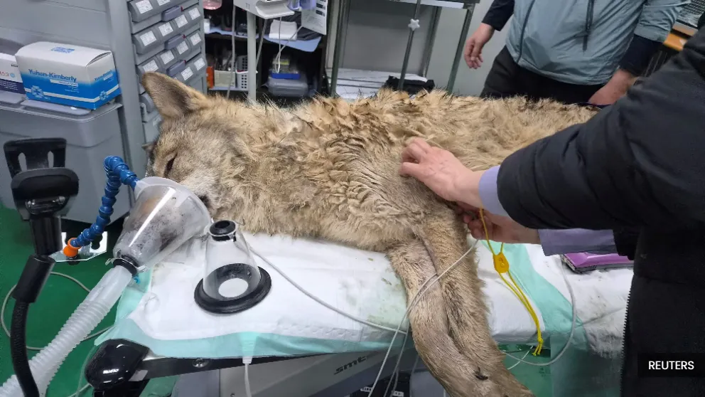 Wolf on the run safely returned to South Korean zoo