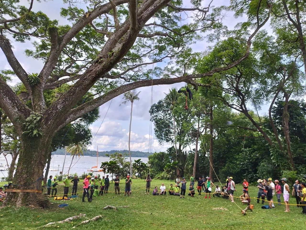 Negara kekurangan 'doktor pokok', dua universiti tawar pengajian arboris