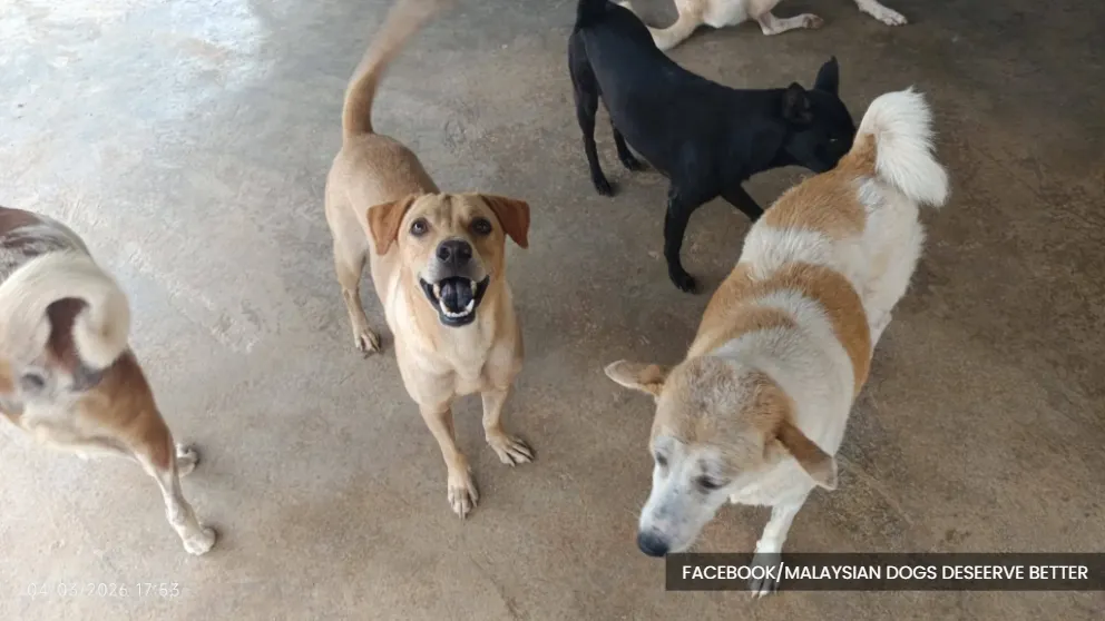PJ sees sharp decline in stray dog complaints amid joint efforts