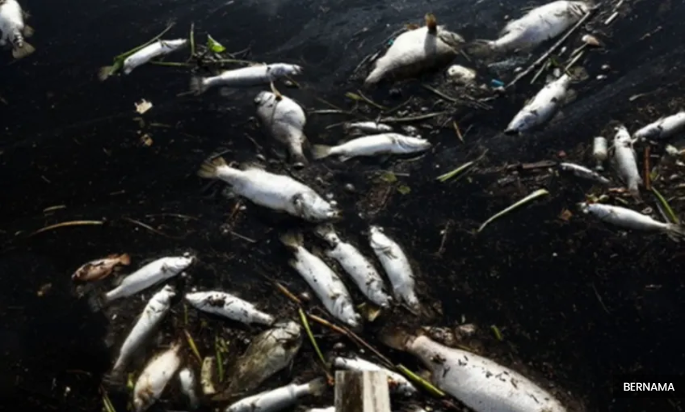 登州直落卡隆海滩被油污污染  环境局：彻查附近船只名单