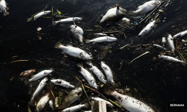 登州直落卡隆海滩被油污污染 环境局:彻查附近船只名单