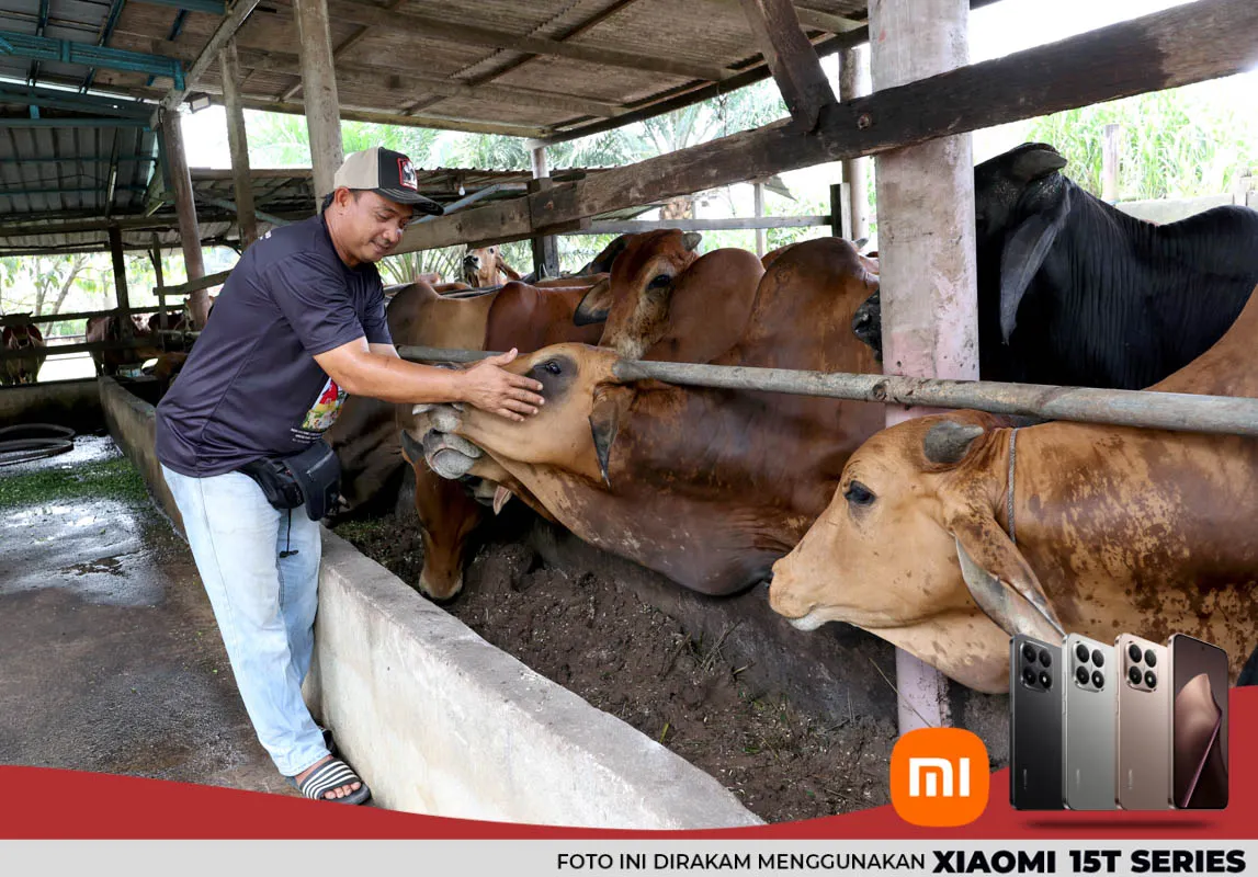 Pengorbanan penternak lembu