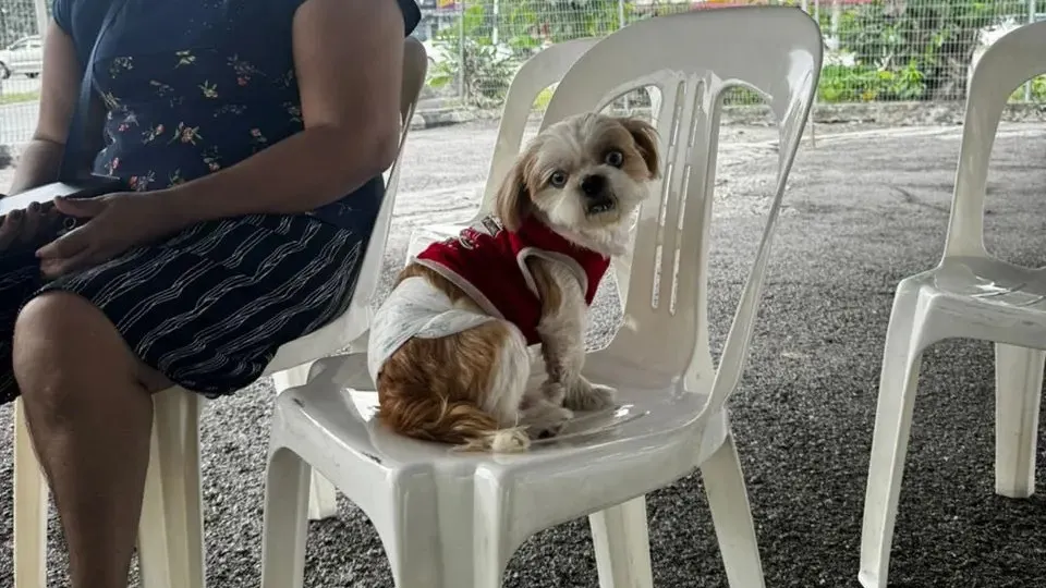 MBDK bina pusat pemandulan anjing Pulau Indah tahun depan