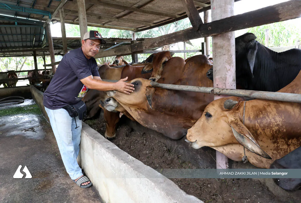 Kos tinggi dan urusan permit perlahan, penternak lembu korban desak pendigitalan 