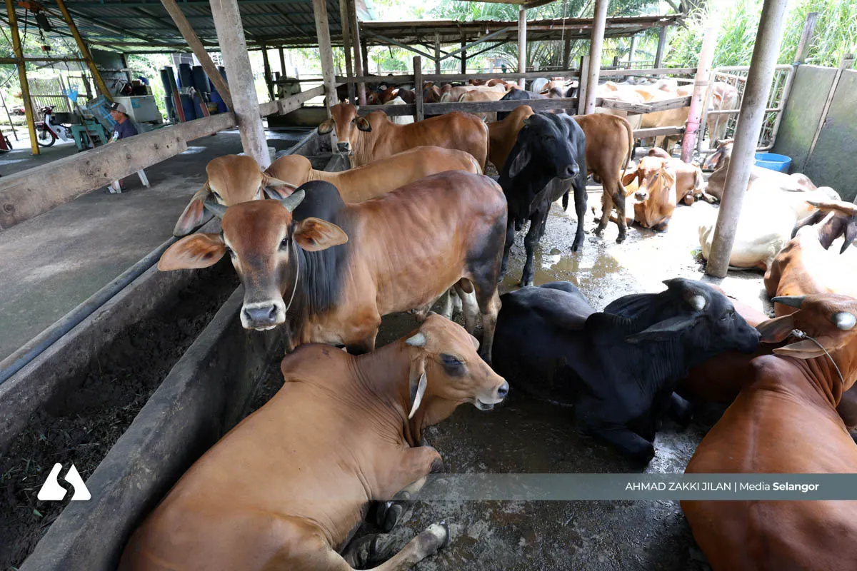 Bekalan lembu, kambing korban di seluruh negara mencukupi - KPKM