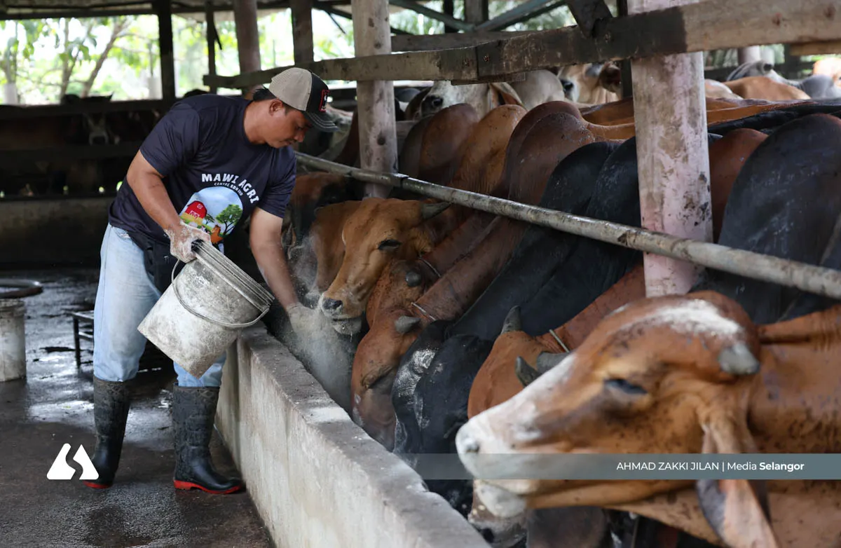 Harga makanan ternakan naik, jualan lembu korban di Kuala Langat merosot 30 peratus